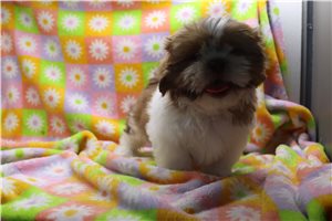 Timothy - Shih Tzu for sale