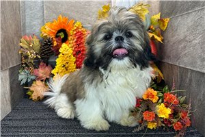 River - Shih Tzu for sale