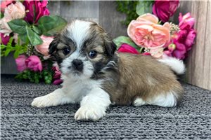 Remi - Shih Tzu for sale
