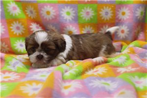 Timothy - Shih Tzu for sale