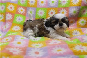 Tyra - Shih Tzu for sale