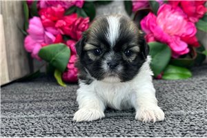 River - puppy for sale
