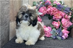 River - Shih Tzu for sale