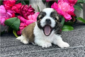 Remi - puppy for sale