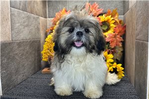 River - Shih Tzu, placed in Fort Wayne