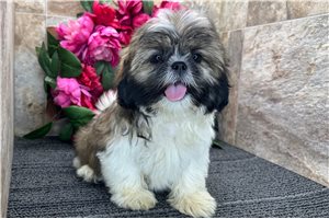 River - Shih Tzu for sale