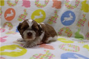 Tucker - Shih Tzu for sale