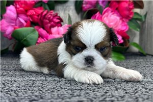 Rango - Shih Tzu for sale