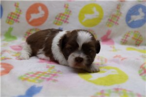 Timothy - Shih Tzu for sale