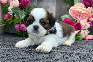 Rango - Shih Tzu for sale