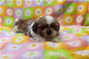 Thomas - Shih Tzu for sale