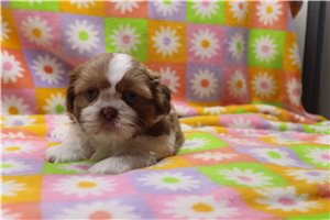 Tucker - Shih Tzu for sale