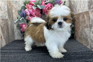 Rachelle - Shih Tzu for sale