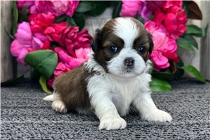 Reagean - puppy for sale