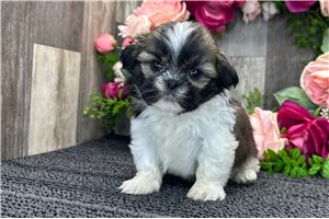 River - Shih Tzu for sale