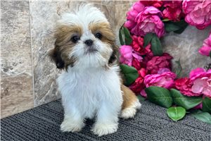 Rachelle - Shih Tzu for sale