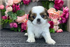 Rachelle - Shih Tzu for sale