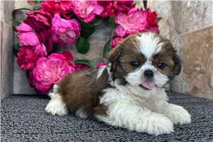 Reagean - puppy for sale
