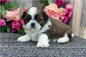 Reagean - Shih Tzu for sale
