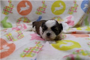 Tori - puppy for sale