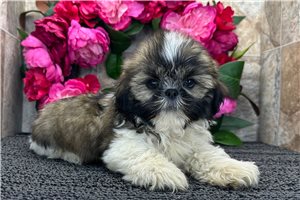 River - Shih Tzu for sale