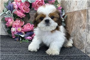 Rango - puppy for sale