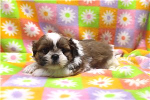 Thomas - Shih Tzu for sale