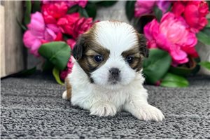 Rachelle - Shih Tzu for sale