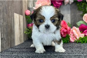 Racquel - Shih Tzu for sale