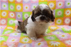 Timothy - Shih Tzu for sale