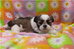 Tyra - Shih Tzu for sale