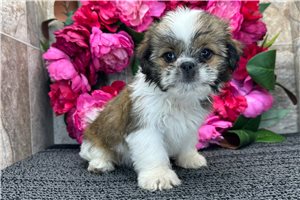 Remi - Shih Tzu for sale