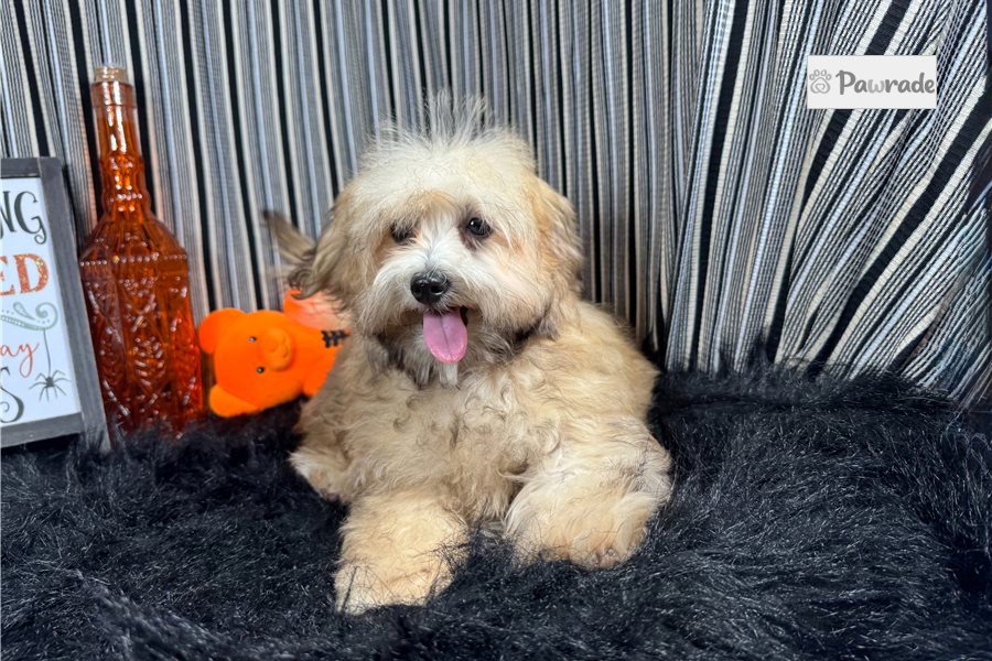 Hunter, male Havapoo puppy for sale