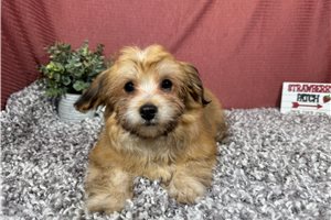 Knox - Havanese for sale