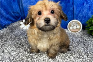 Knox - Havanese for sale