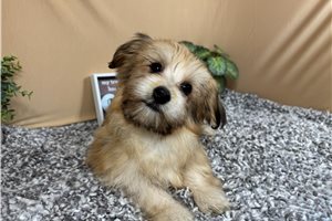 Knox - Havanese for sale