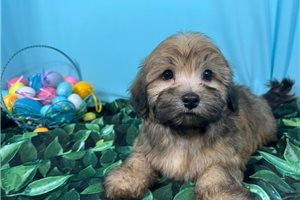 Kingston - Havanese for sale