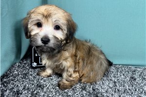 Kingston - Havanese for sale