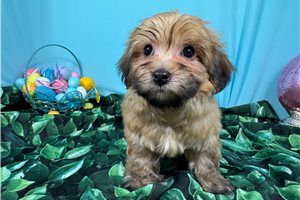 Knox - puppy for sale