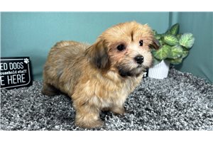 Knox - Havanese for sale