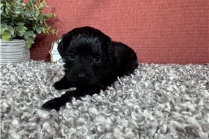 Gato - puppy for sale