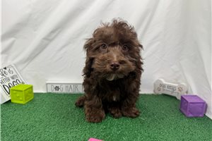 Easton - Havapoo for sale