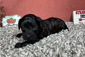Gavin - puppy for sale