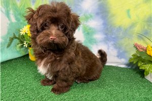 George - Havapoo for sale