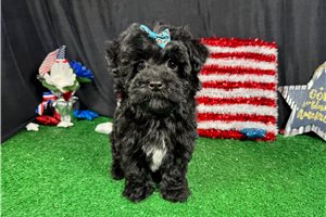 Geraldine - Havapoo for sale