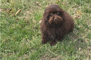 Evander - Havapoo for sale