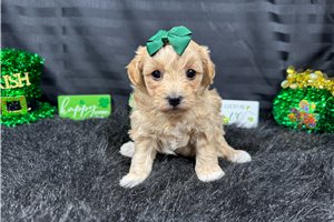 Camila - puppy for sale