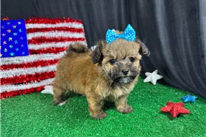 Hannah - Havapoo for sale