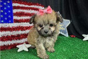 Hillary - Havapoo for sale