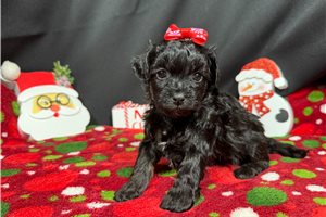 Everly - puppy for sale